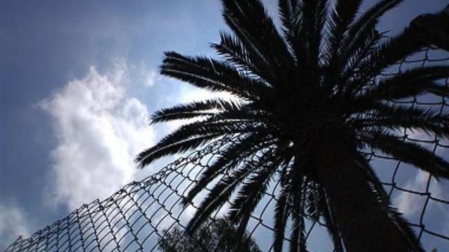 The state of California has filed a civil suit against a ring of alleged ?palm rustlers,? that it claims stole palm trees from public land along the Santa Monica Freeway.
