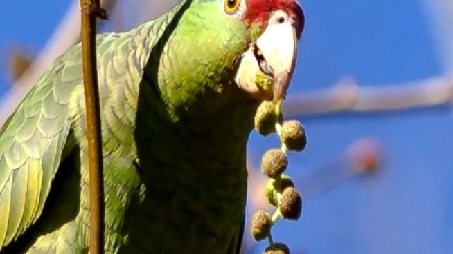 While not unusual to be found in Southern California, parrots have congregated in a larger flock than Burbank residents have seen.