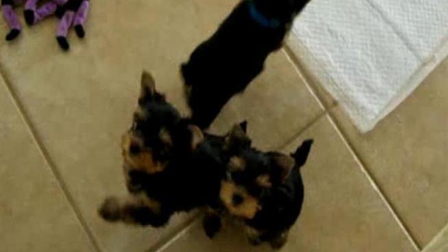 Four Yorkshire Terrier dogs, three of them puppies, were stolen from the home of a breeder during a Friday morning burglary.