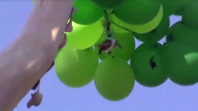 A turtle was found dangling from a tree in Oceanside, attached to more than a dozen colorful balloons.