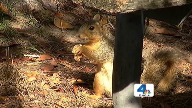 Several campgrounds near Wrightwood, Calif., shut down Wednesday night after a squirrel tested positive for the plague. One of the sites was Table Mountain Campground. Beverly White reports from the campground for the NBC4 News at 11 p.m. on July 24, 2013.