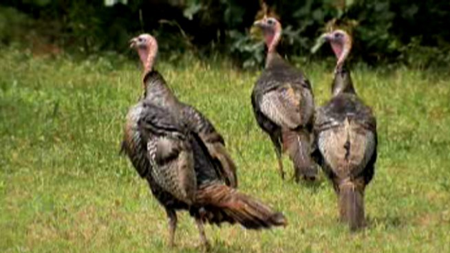 This is turkey hunting season in the Bay Area. Kris Sanchez reports.