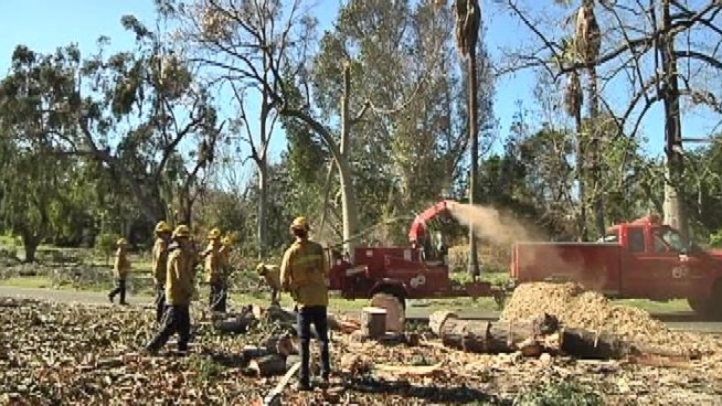 The 127-acre site in Arcadia has one of the largest collections of trees from around the world, but hundreds were damaged during last week's wind storm.