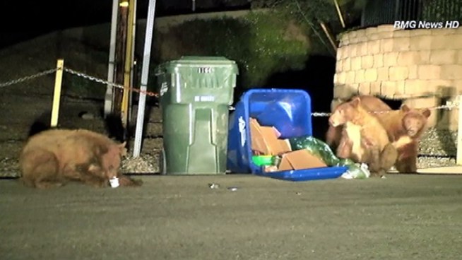 A mother bear and two cubs were caught on video as they knocked over trash bins and searched for food Sunday night in Monrovia. Video broadcast Monday Feb. 25, 2013.