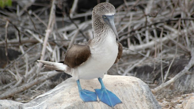 http://media.nbclosangeles.com/images/654*368/blue-footed-booby.jpg