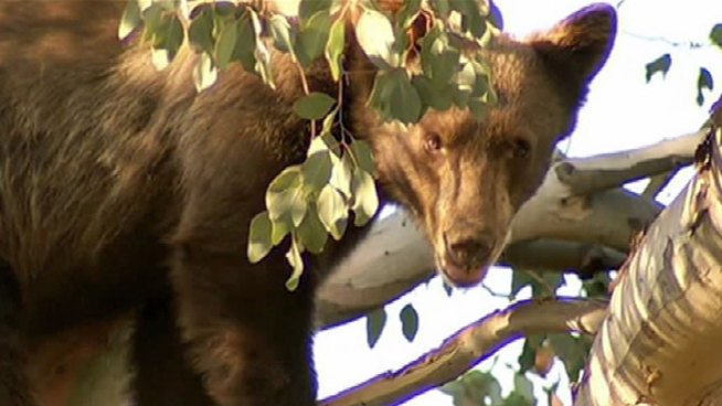 A 3-year-old bear was caught on surveillance video lumbering across a front yard in Pasadena Tuesday night. Six different bears have been spotted over the last few days and Fish and Game officials have been busy trying to get them back to the hills. Antonio Castelan reports from Pasadena for the NBC4 News at 5 p.m. on July 11, 2012.