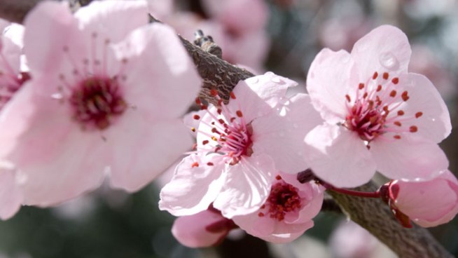 Enjoy the Cherry Blossom Walk and Talk during a spring weekend at Descanso Gardens. Also, free spring concerts at CityWalk and big discounts at LA museums. NBCLA.com managing editor Jon Lloyd has details on the Scene, broadcast Friday March 22, 2013 on Today in LA.
