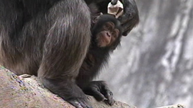 A chimpanzee baby, born March 6 to mother Gracie, became available for public viewing at the Los Angeles Zoo on May 18, 2012. She's the first chimp baby to arrive at the zoo since 1999.