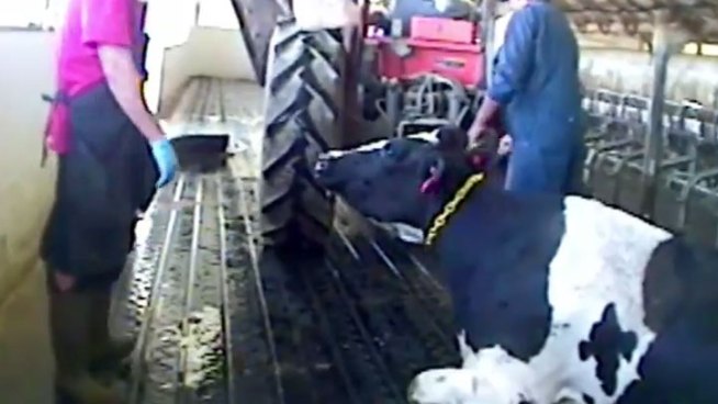Animal rights group Mercy for Animals is calling for In-N-Out and other fast food chains to cut ties with an Idaho dairy where three workers have been charged with animal cruelty. Undercover video revealed employees stomping, shocking and beating cows. Angie Crouch reports from Hollywood for the NBC4 News at 6 p.m. on Octl. 10, 2012.