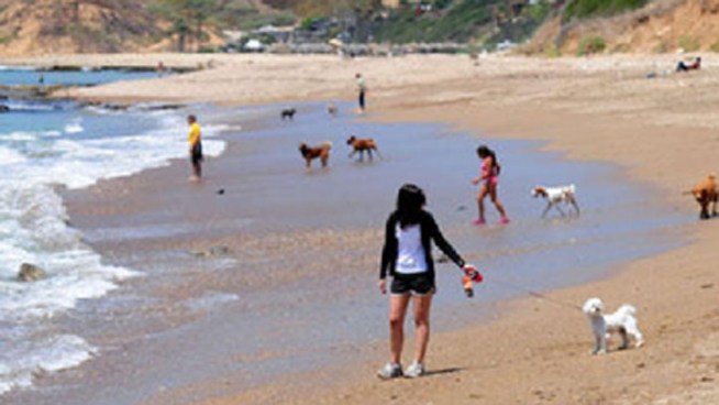 A popular Rancho Palos Verdes beach for dog owners and their pets was close to getting the city's support, but an upcoming vote may change that. NBC4's Annette Arreola reports.