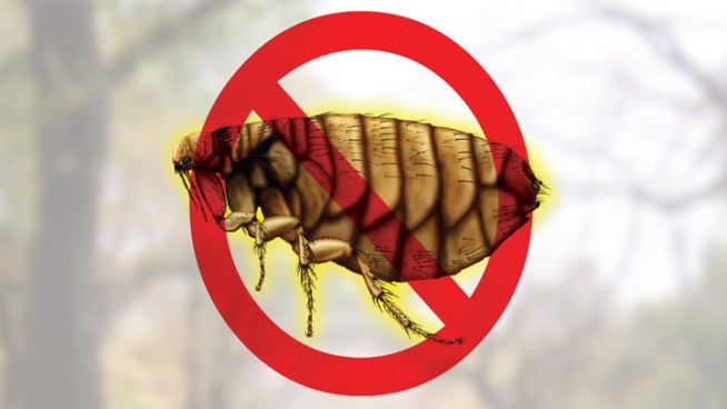 Traps Set in Santa Ana After Typhus Case