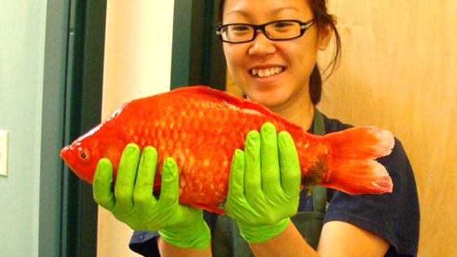 Biologists are worried that Lake Tahoe's clear, blue water may be affected by a 