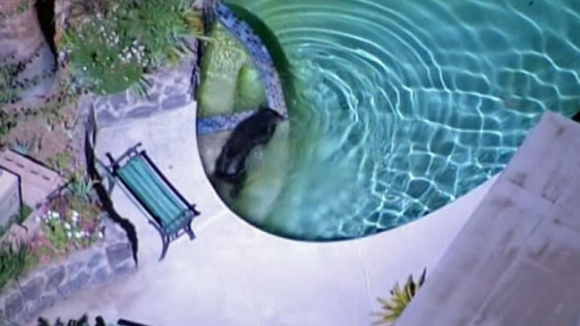A bear came down into a northern Granada Hills neighborhood Thursday, drawing police and residents. The bruin took a dip in a backyard pool, amusing the home's owner. Kim Baldonado reports for the NBC4 News at 11 p.m. on Sept. 13, 2012.