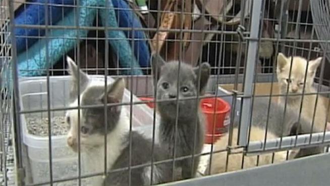 The Los Angeles County Department of Animal Care and Control Animal Services, SEAACA, and other LA-based animal care agencies to facilitate a cat adoptions.
