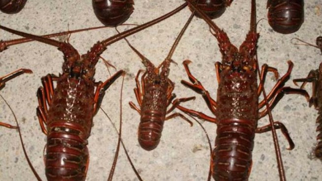 Man Cited in Laguna Beach Lobster Poaching