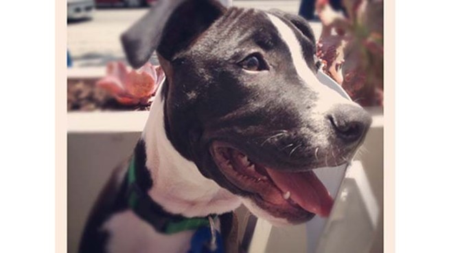 Curious dog owners have long pondered the origins of their mixed-breed pups, but thanks to DNA testing, the mystery can be solved. NBC4 s Mekahlo Medina adopted Lola on Today in LA, and gets a look into her diverse past. Ana Garcia reports for the NBC4 News at Midnight on August 6, 2012.