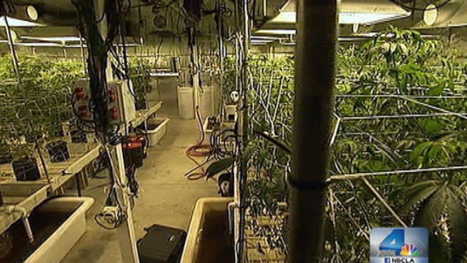 Inside a San Fernando Valley warehouse, hundreds of marijuana plants are thriving and federal authorities have no idea. John Cadiz Klemack reports for the NBC4 News at 11 p.m. on Monday Nov. 12, 2012.