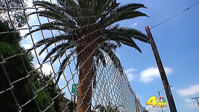 An NBC4 investigation uncovered evidence of the thefts of multiple palm trees involving at least one Caltrans official.