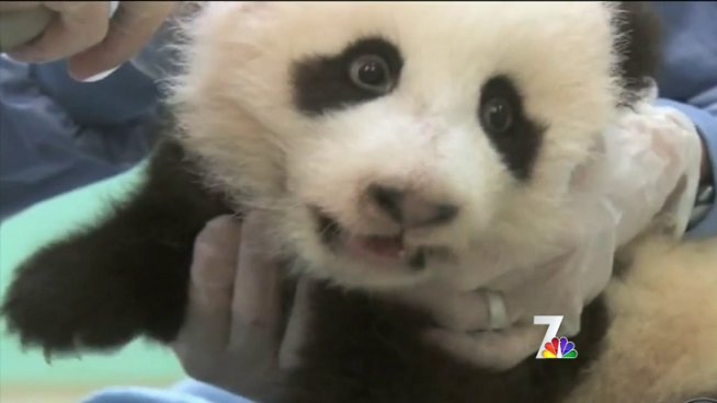 More than 35,000 people voted on the name of the San Diego Zoo's newest Panda, who was officially named Xiao Liwu. NBC 7 spoke to some of the self-diagnosed Pandaholics at the naming ceremony Tuesday.