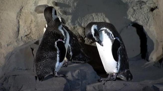 Michele Sousa, senior biologist at the Aquarium of the Pacific, talks about the new penguin habitat. John Cadiz Klemack reports from Long Beach.