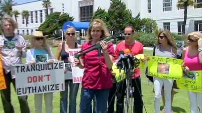 Animal rights activists on Wednesday rallied at Santa Monica City Hall, calling for authorities to work with wildlife veterinarians when responding to confrontations with cougars. The event followed the fatal shooting last week of a mountain lion in Santa Monica. Michelle Valles reports for the NBC4 News at 4:30 p.m. on May 30, 2012.