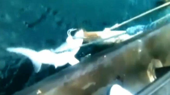 A video posted on YouTube captured the encounter.  At the time, Michael Castillo thought he was reeling in a mako shark.