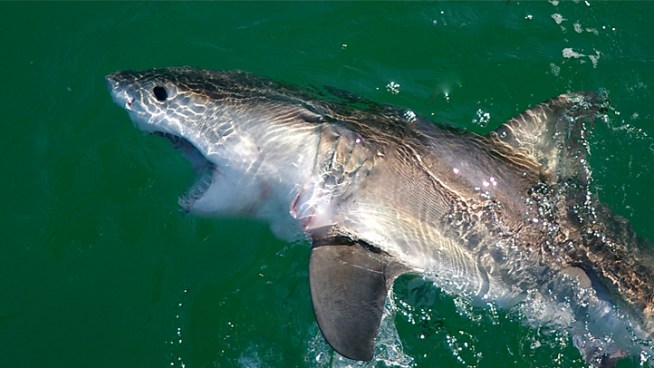 Great White Sharks Could Be Declared Endangered Species | NBC ...