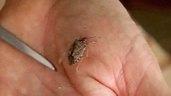 First there were bed bugs, then superbugs, now there's growing concern over a new pest with an ominous name.
