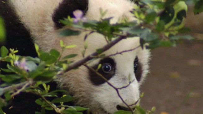 Five-month-old giant panda Xiao Liwu will be unveiled to the public at the San Diego Zoo Thursday. On Wednesday, media got a preview of 