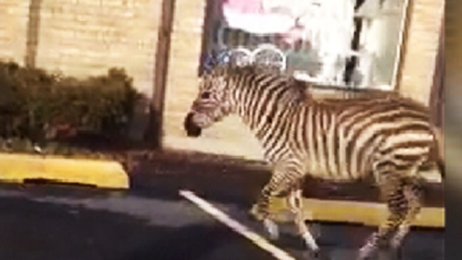A wild scene unfolded on Staten Island Wednesday when a zebra and a pony were spotted running along a busy roadway after they apparently escaped from a Christmas tree seller.