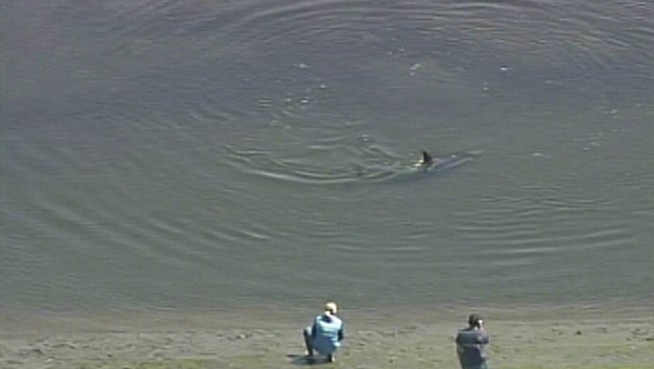 Rescuers have called off efforts to guide back out to sea a dolphin that's been stranded in the shallows of Orange County's Bolsa Chica Wetlands. They hope it will swim out itself during coming high tide, and they're warning crowds to stay away so as to reduce stress on the animal. Janet Kwak reports from Huntington Beach for the NBC4 News at 5 p.m. on April 27, 2012.