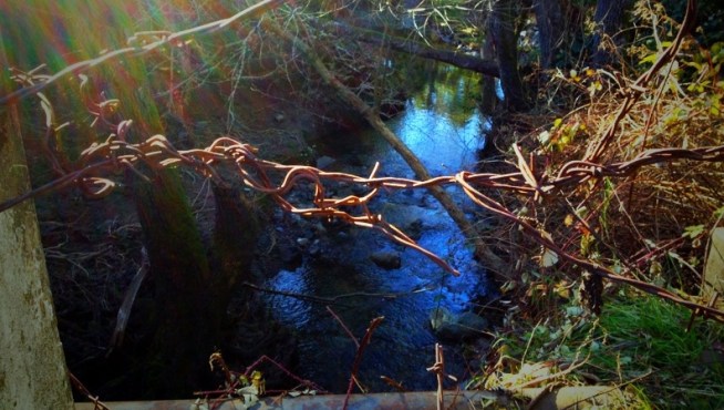 The Federal Government unveiled a sweeping plan to try and restore West Marin County s dwindling Coho salmon population, one of the last watersheds in California where the endangered fish return to spawn. NBC Bay Area's Joe Rosto Jr. reports.