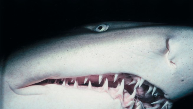 Shark Attacks Man For Spearing Fish