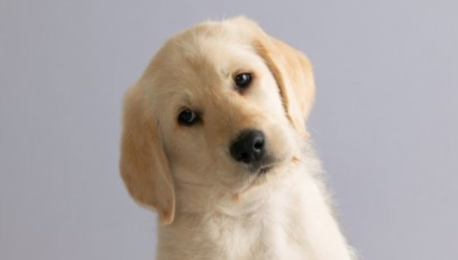 Counter Intelligence: Toy Translates Barks Into Words