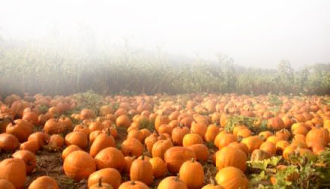 This Haunt Can Scare Your Pants Off, Figuratively Speaking