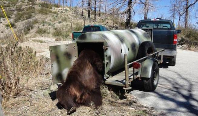Lt. Mark Wall, California Department of Fish and Game, describes moving Meatball the bear. 