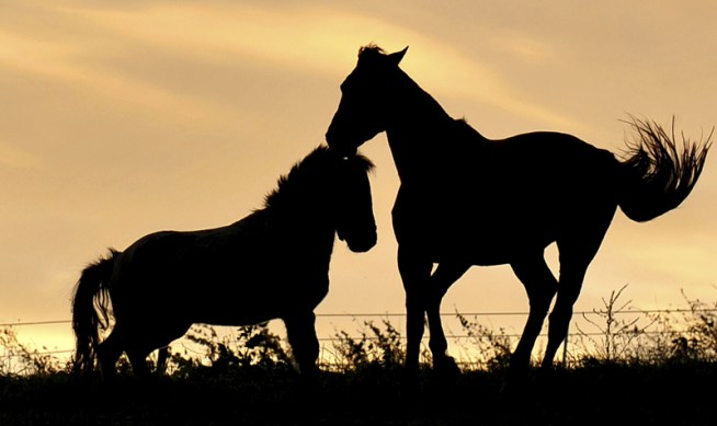 Calif. Animal Sanctuary Accused of Killing to Cut Costs