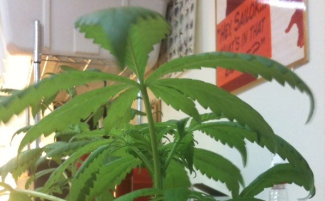 Oakland Voters Pass Pot Tax