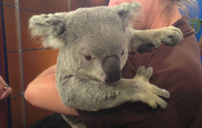 The San Diego Zoo stops by the NBC4 News at Noon, with creatures from the new Australian Outback exhibit, opening Memorial Day weekend.