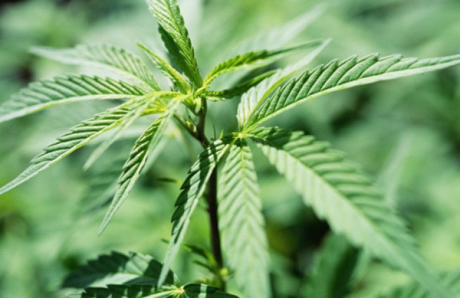 What Could Weed Mean for LA's Coffers?