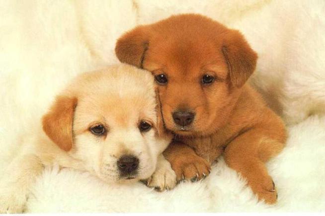 Cure for Finals Week Stress: 10 Puppies