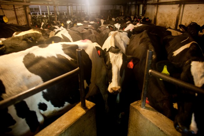 UCLA Professor David B. Teplow has studied mad cow disease and says there is no cause for concern among beef eaters over the recent discovery of the disease in a California dairy cow. He speaks with NBC4's Michael Brownlee on Today in LA on April 25, 2012.