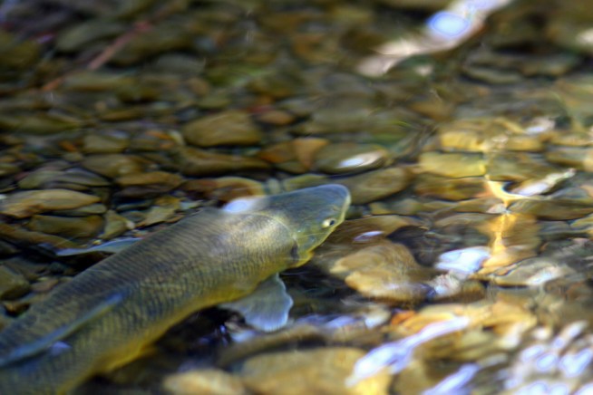 Santa Ana Sucker Fish Fight Headed to Court
