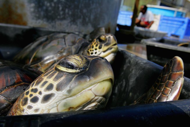 Turtle Tale Has Second Happy Ending 