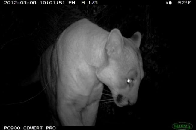 Wildlife experts say a mountain lion they tagged in the past is now living in Griffith Park. Kate Kuykendall of the National Park Service says the puma's journey to the park was treacherous, and he probably won't stay for long. Beverly White reports for the NBC4 News at 11pm on Tuesday, August 14, 2012