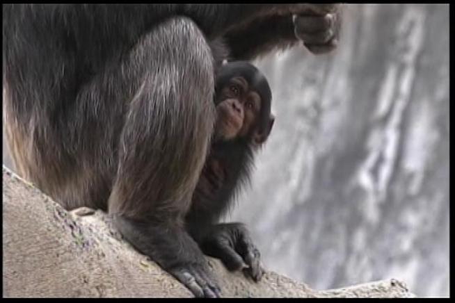 Visitors watched as an adult male chimpanzee killed an infant chimpanzee at the LA Zoo Tuesday. The 4-month-old chimpanzee was the first baby chimp born at the facility in 13 years. Beverly White reports for NBC4 News at 11 p.m. on June 26, 2012.