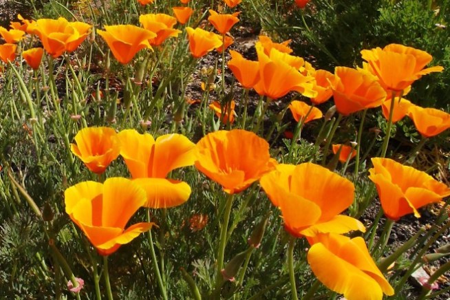 Even Poppies Have a Clock