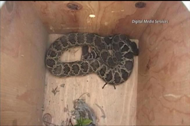 A woman in her 30s was doing landscaping work in Chino Hills when she was bitten by a rattlesnake. Beverly White reports for NBC4 News at 11 p.m. on Sept. 11, 2012