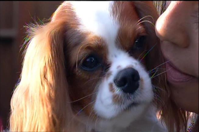 Brigette Hecht says her King Charles Spaniel, Truffle, became seriously ill within days of her buying it from Monique Matthews, who runs the website Breeder.net. LA Sheriff’s officials searched the Norco woman’s home Wednesday prompted by an online campaign that accused Matthews of selling sick puppies. Kim Baldonado reports for the NBC4 News at 11pm on July 11, 2012