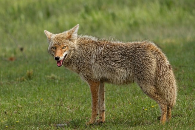 A concerted effort is underway to save coyotes from being trapped or killed called coyote hazing, a technique used to help reinstate fear in the animal so they don't return to neighborhoods. Angie Crouch reports from Calabasas for the NBC4 News at 5 p.m. on August 14, 2012.